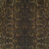 Africa_snake_T84
